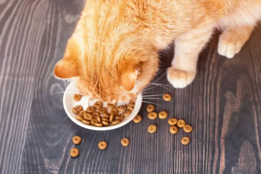 How To Keep Flies Away From Cat Food