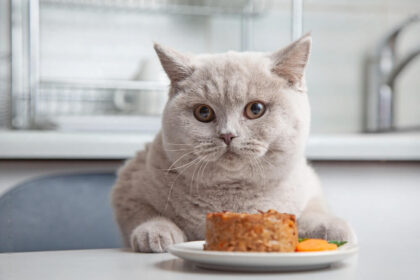 How Much Can Food To Feed A Cat Every Day
