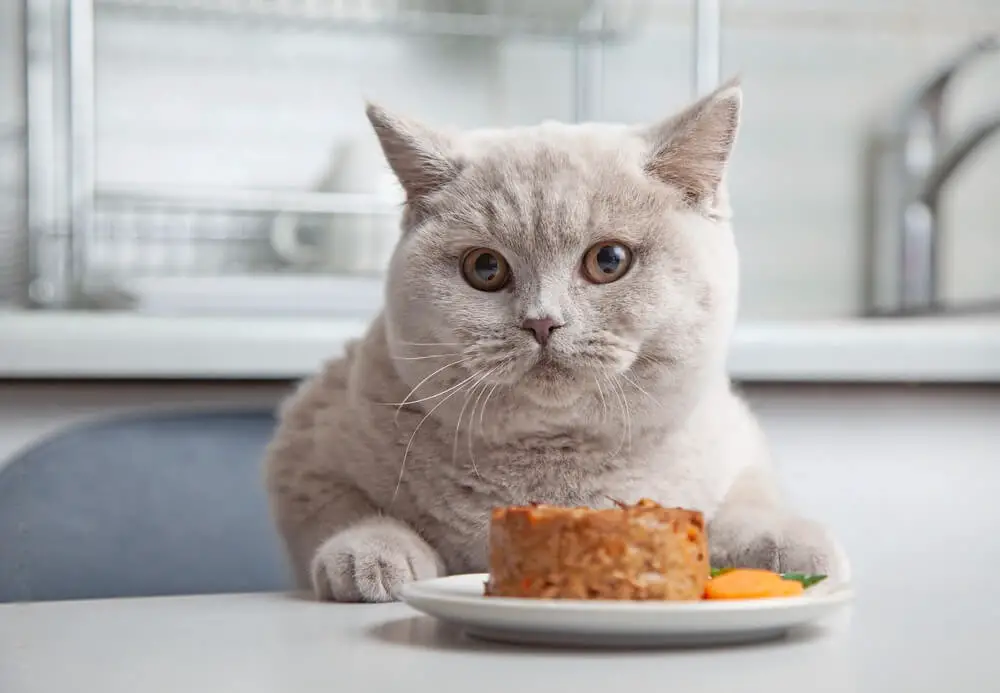 How Much Can Food To Feed A Cat Every Day