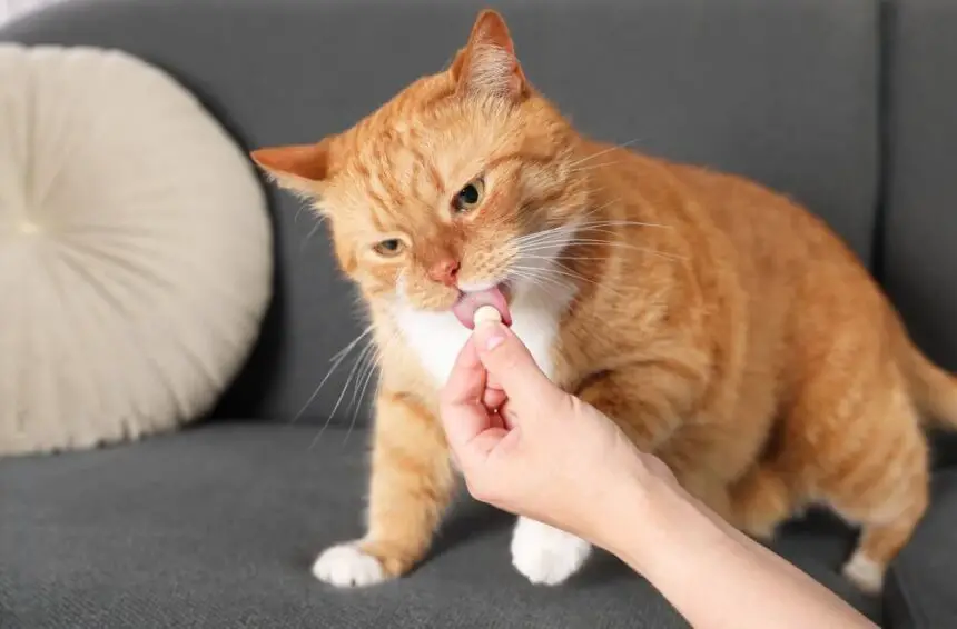 How To Give a Cat A Pill Without Food