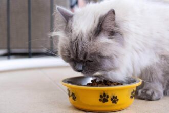What is Semi Moist Cat Food