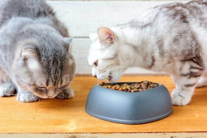 Can Cats Share a Food Bowl