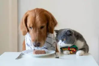 Does Cat Food Hurt Dogs