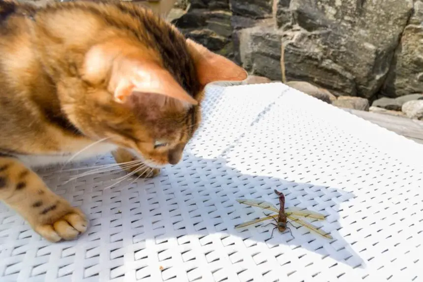 Can Cats Eat Dragonflies