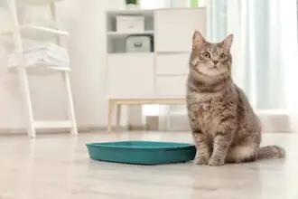 How long after eating do cats poop