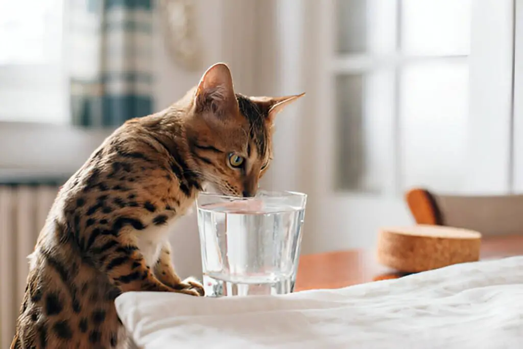 Can Kitten Drink Water